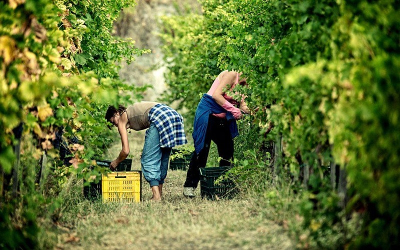 Pompeii & Bosco de' Medici Winery - Skip the line
