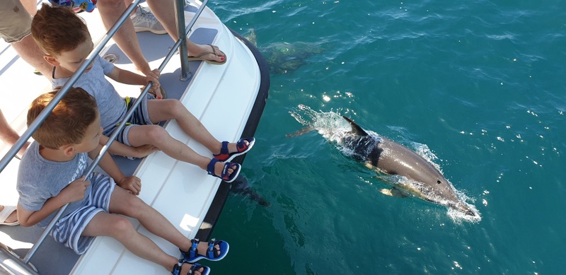 Dolphin Watching - Catamaran