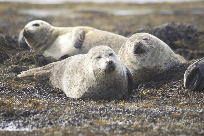 Seals & Fjord Cruise