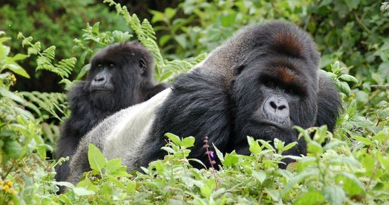 4-DAY BWINDI IMPENETRABLE NATIONAL PARK PRIVATE SAFARI TOUR
