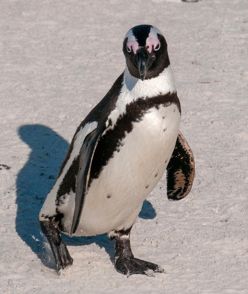 Penguin Encounter