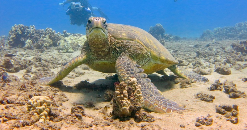 PADI Open Water Diver Referral Course