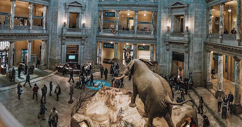 Smithsonian National Museum of Natural History Tour – Semi-Private