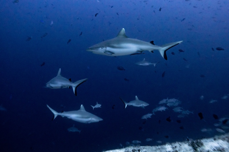 LIVEABOARD Maldives | 15-22 March 2026