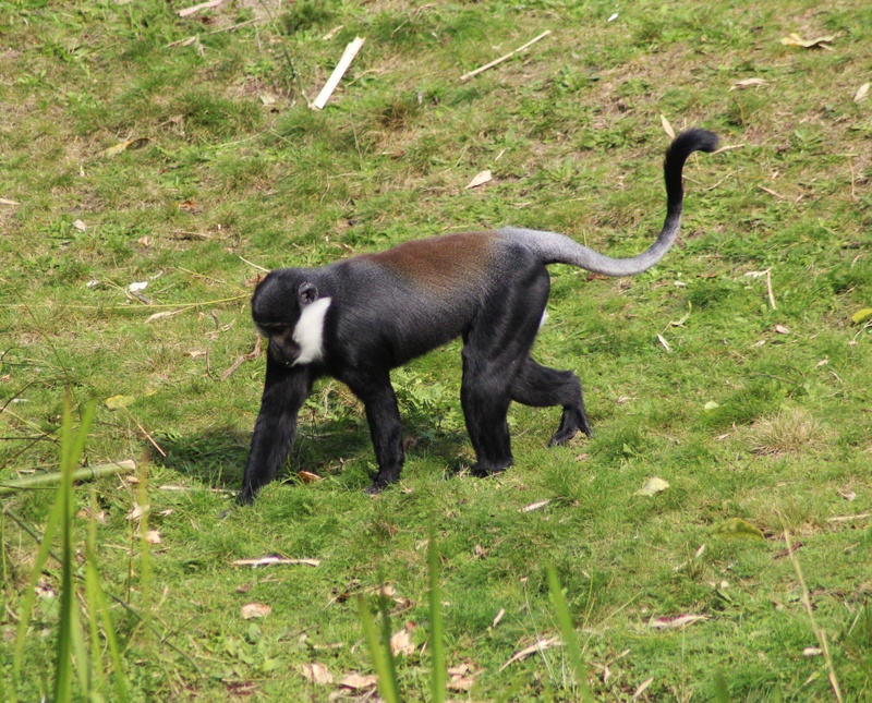 6 - DAYS GORILLA AND GOLDEN MONKEY TREKKING MGAHINGA NATIONAL PARK