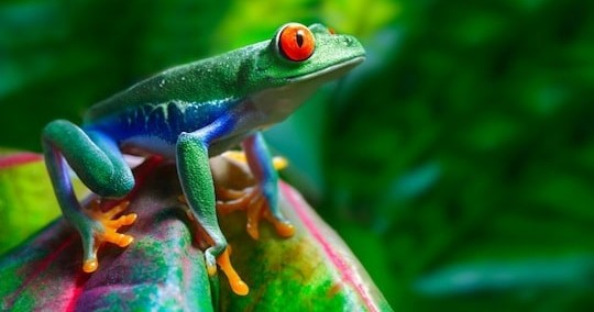 Carara National Park Tour