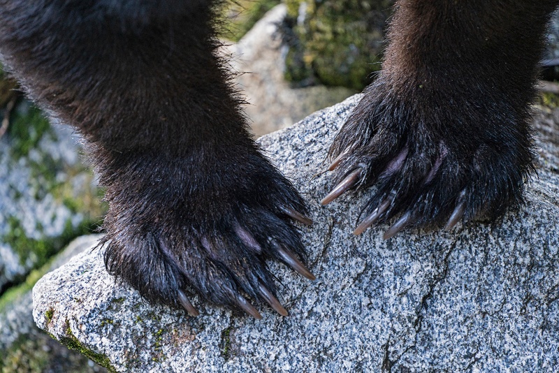 All Day Anan Bear & Wildlife Observatory