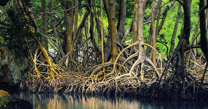 Tamarindo Kayak Estuary Tour