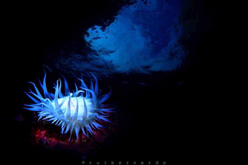 SESIMBRA DIVING  Night Diving Trip