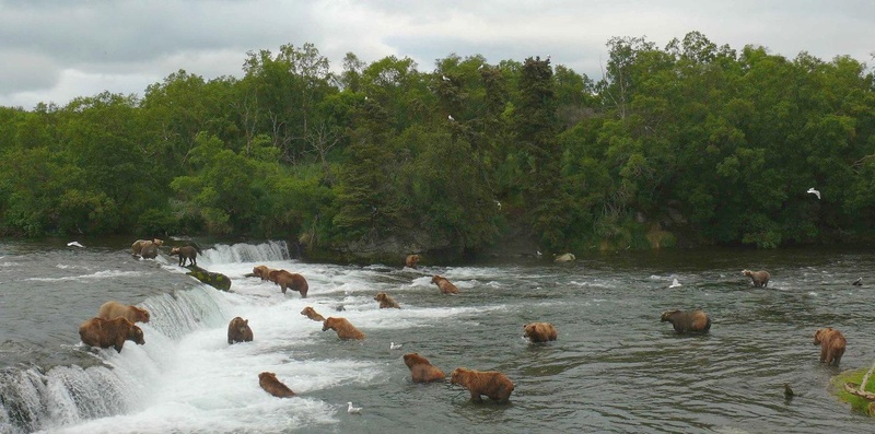 Brooks Falls Self-Guided Trip