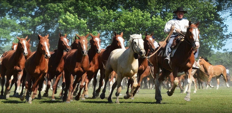 Gaucho Private Day Tour To an Argentinian Estancia From Buenos Aires