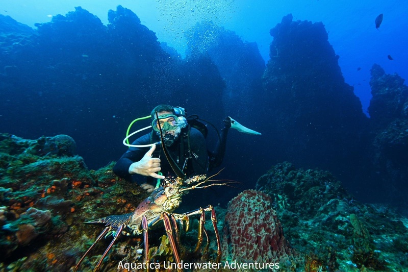 SCUBA Diving - Certified Divers Only