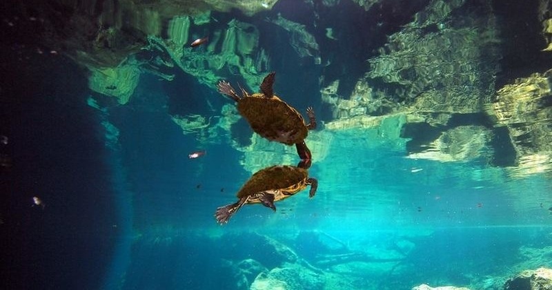 Car Wash Cenote Dive (From Cancun)