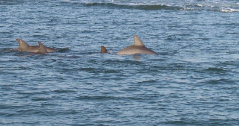 Dolphin Discovery Sunset Cruise