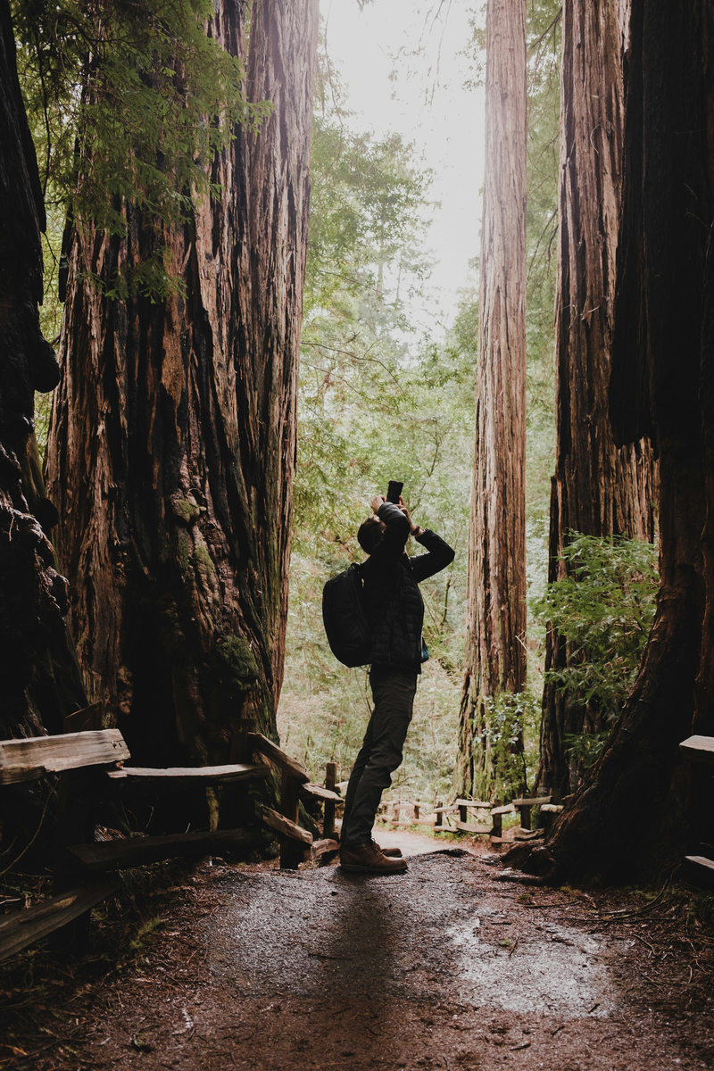 Muir Woods & Sausalito Tour