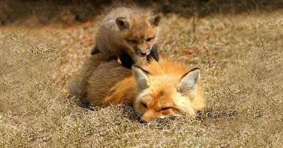 Six Day Paddleboard Rental