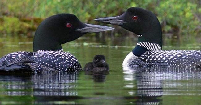 Seven Day Paddleboard Rental