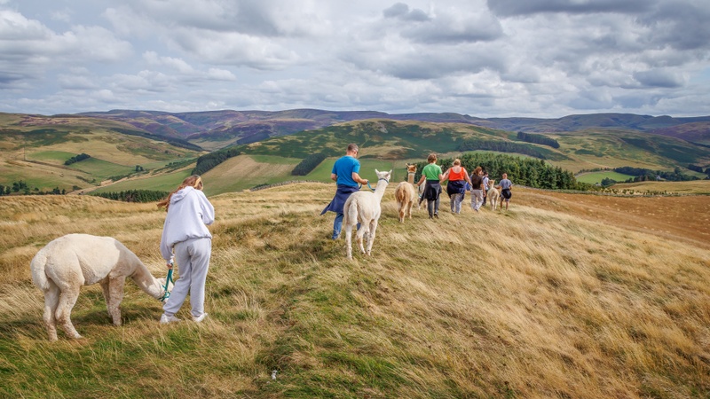 Alpaca Trek
