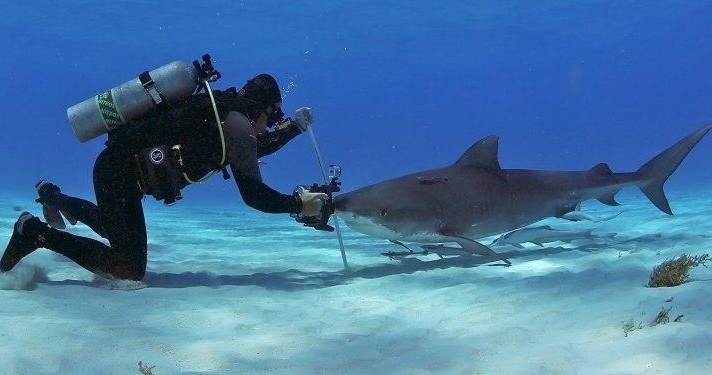 Bull Shark Diving