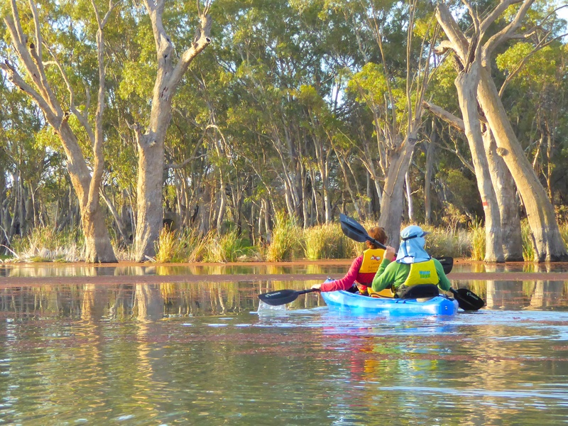 Half Day Guided Kayak Tour
