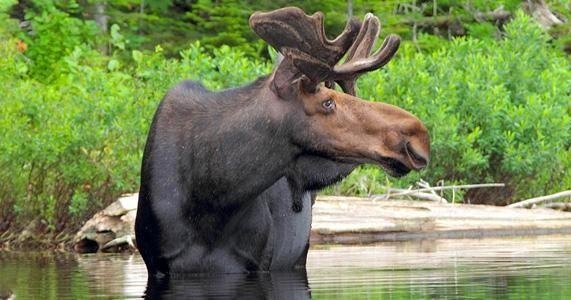 Eight Day 3-Person Canoe Rental