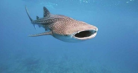 Whale Shark Snorkeling