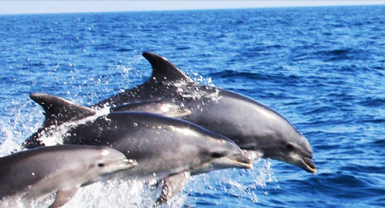 Boat Tour Dolphins & Caves