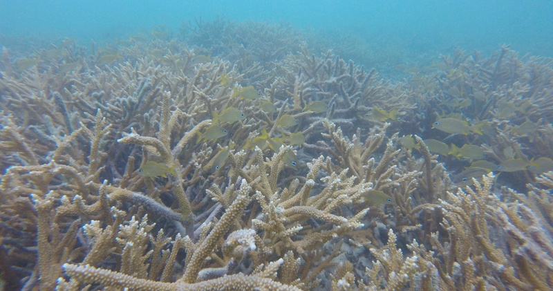 Nature / Snorkeling Tour