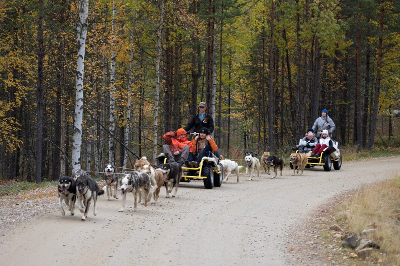 Husky Wagon Ride