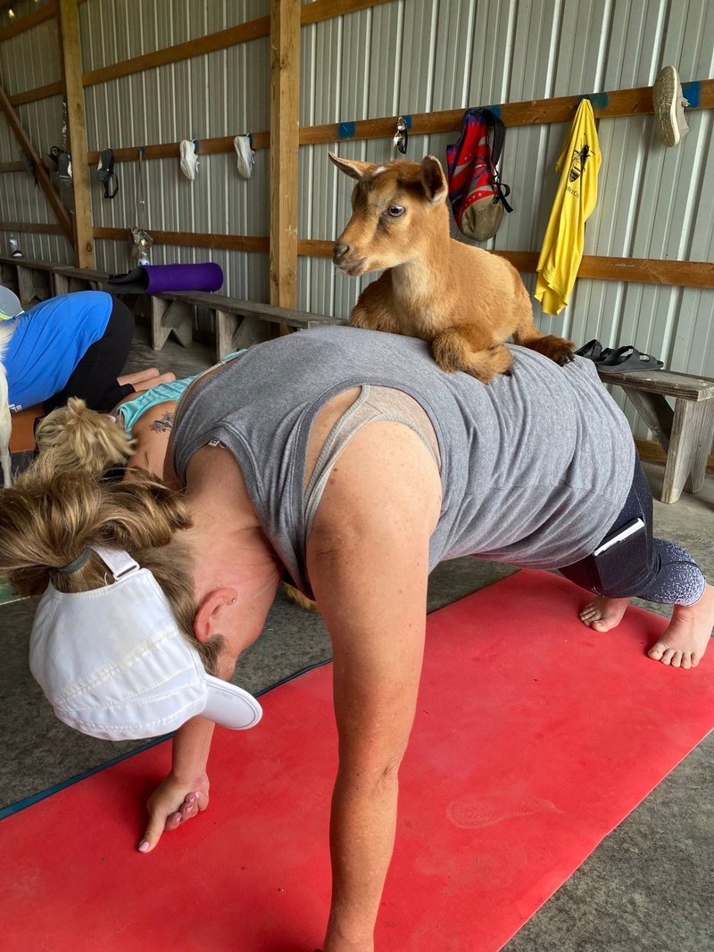 Goat Yoga