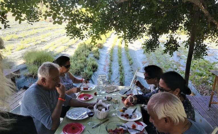PICNIC in the Aromatic Herbs Plantation