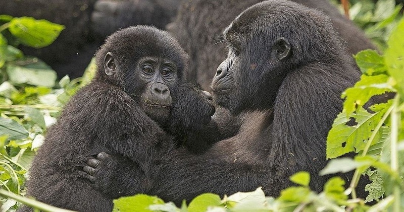 11 - DAYS CLASSIC WILDLIFE OF UGANDA TOUR