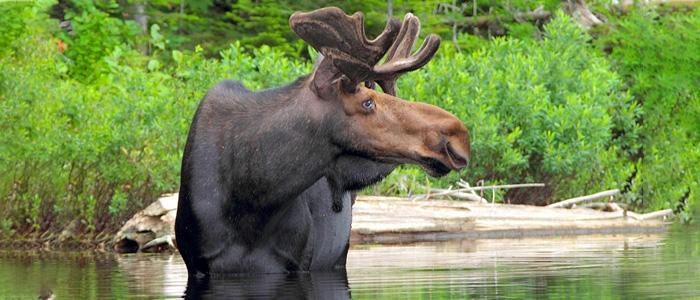 Eight Day 3-Person Canoe Rental