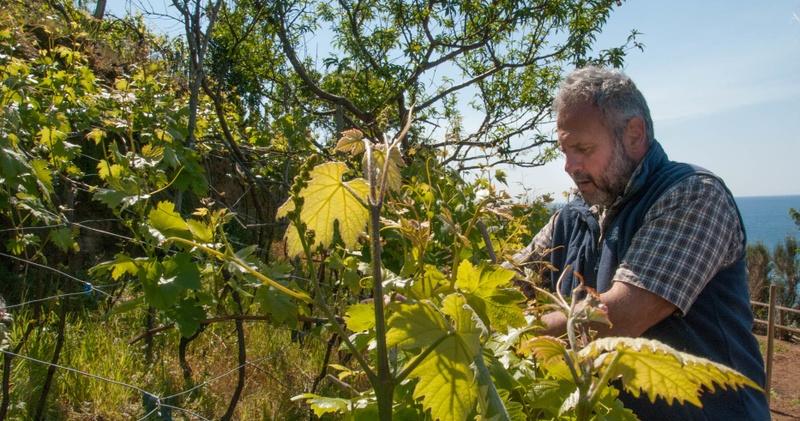 Wine Tour in Manarola. Walking through the vineyards, wine tasting in the cellar