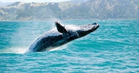 Raft Adventure - Whale Watch Discovery