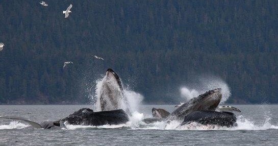 Whale Watching and Mendenhall Glacier Tour