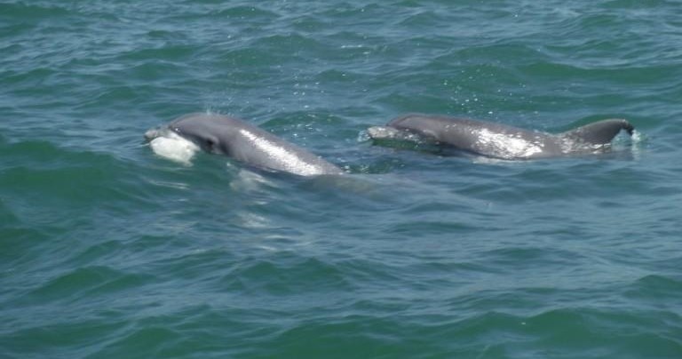 Dolphin Watch - North Myrtle Beach
