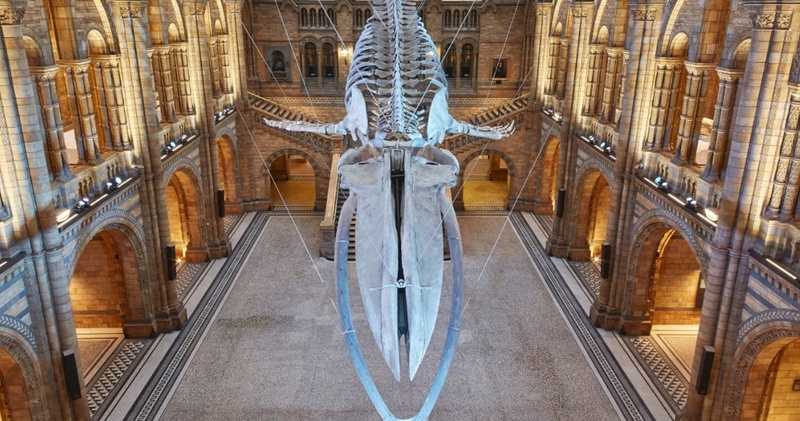 Natural History Museum of London Guided Tour - Semi-Private (ENGLISH)