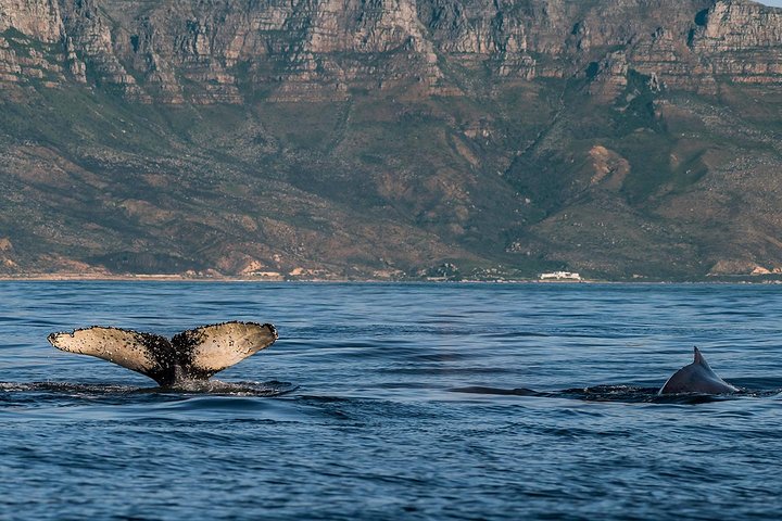Whale Watching Tour from Cape Town