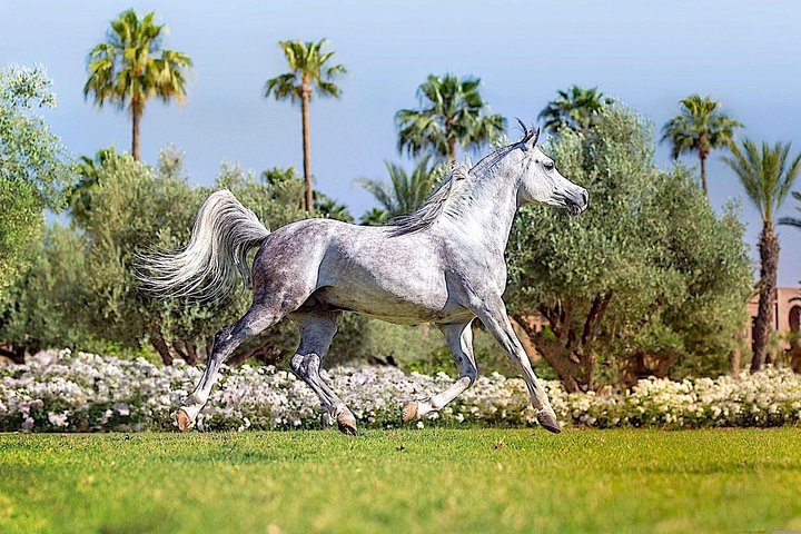 In Marrakesch :Horses ride experience