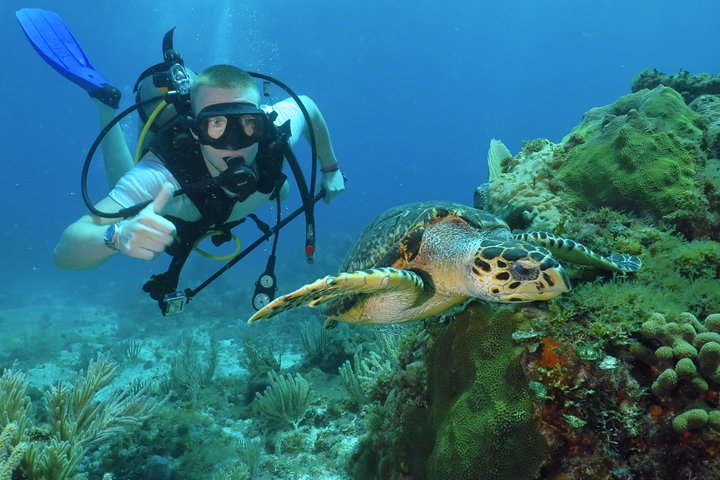 Scuba Diving Under Water Museum and Reef for beginners
