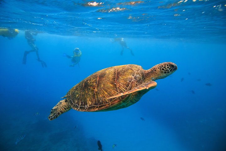Waikiki, Hawaii: Turtle Canyon Snorkel Excursion