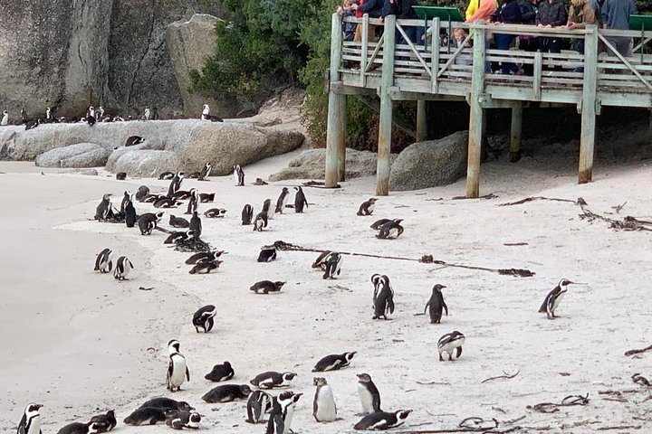 Boulders beach penguins and Wine tasting full day tour