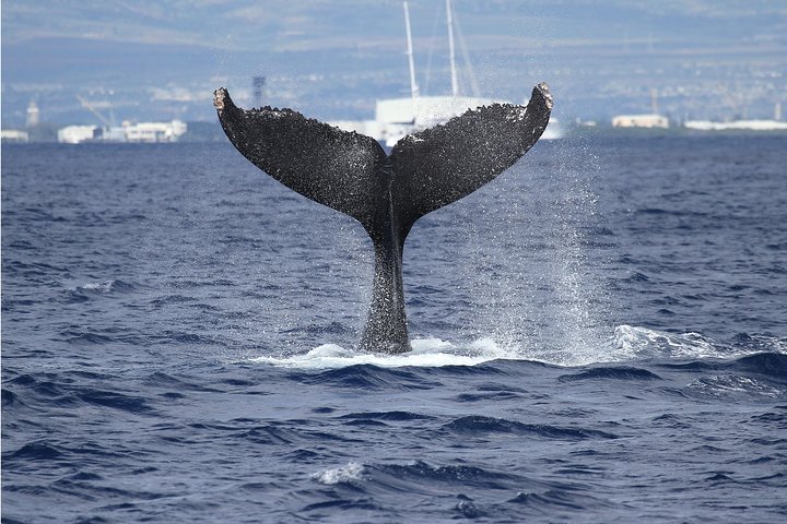 Whale Watch Cruise Aboard The Majestic
