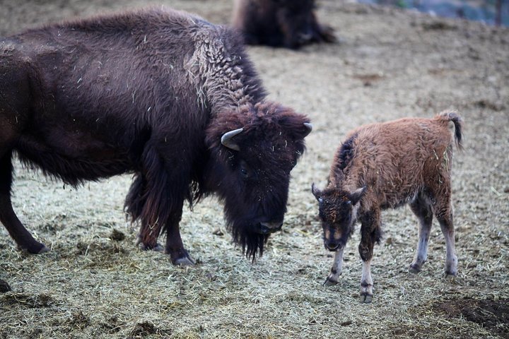 Horseback Ride Joshua Tree Forest Buffalo Lunch Singing Cowboy
