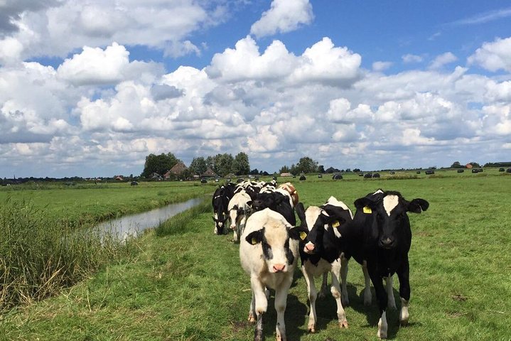 Amsterdam's Countryside Half-Day Bike Tour in Small Group