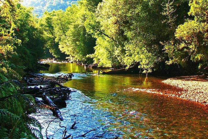 PRIVATE-Hike to Alerce Andino National Park. Alerces Forest.