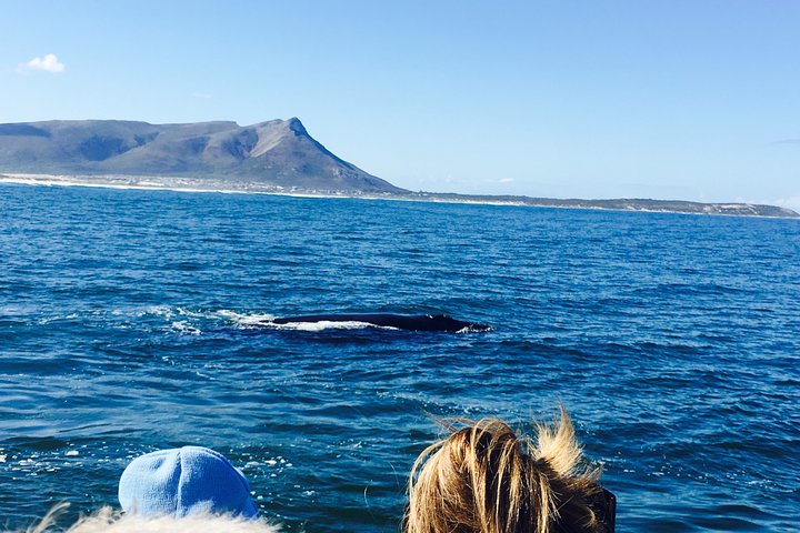 Whale Watching Tour in Hermanus with Hotel Pickup