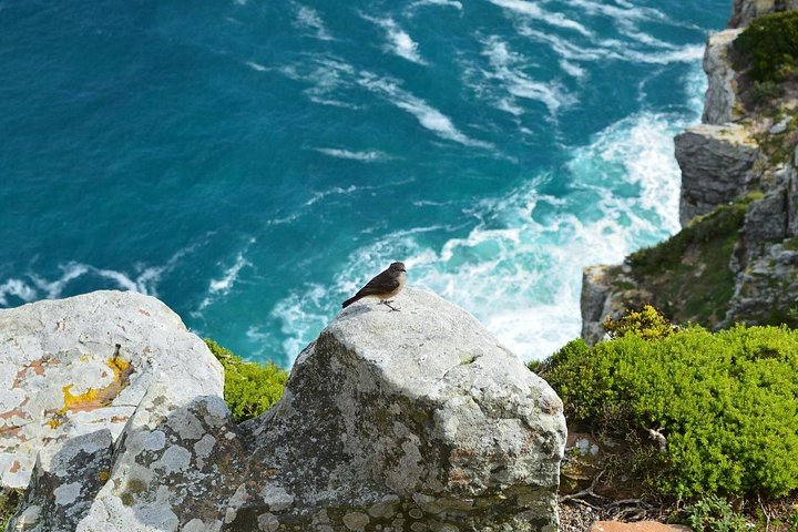 Private Tour : Hermanus Whale Watching and Wine