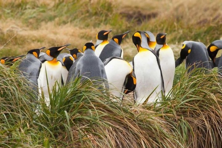 Private Tour King Penguin Park from Punta Arenas